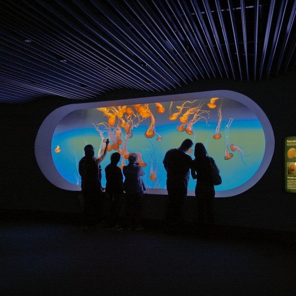People silhouettes and Jellies