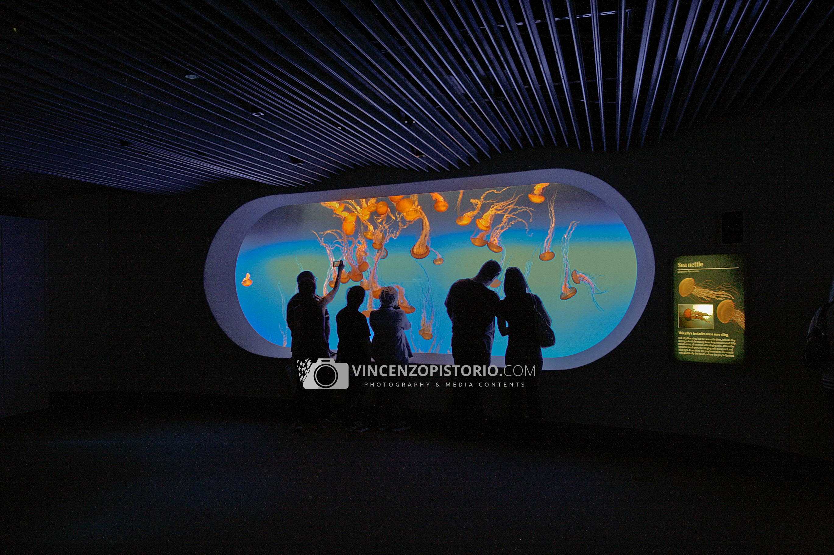 People silhouettes and Jellies – 3