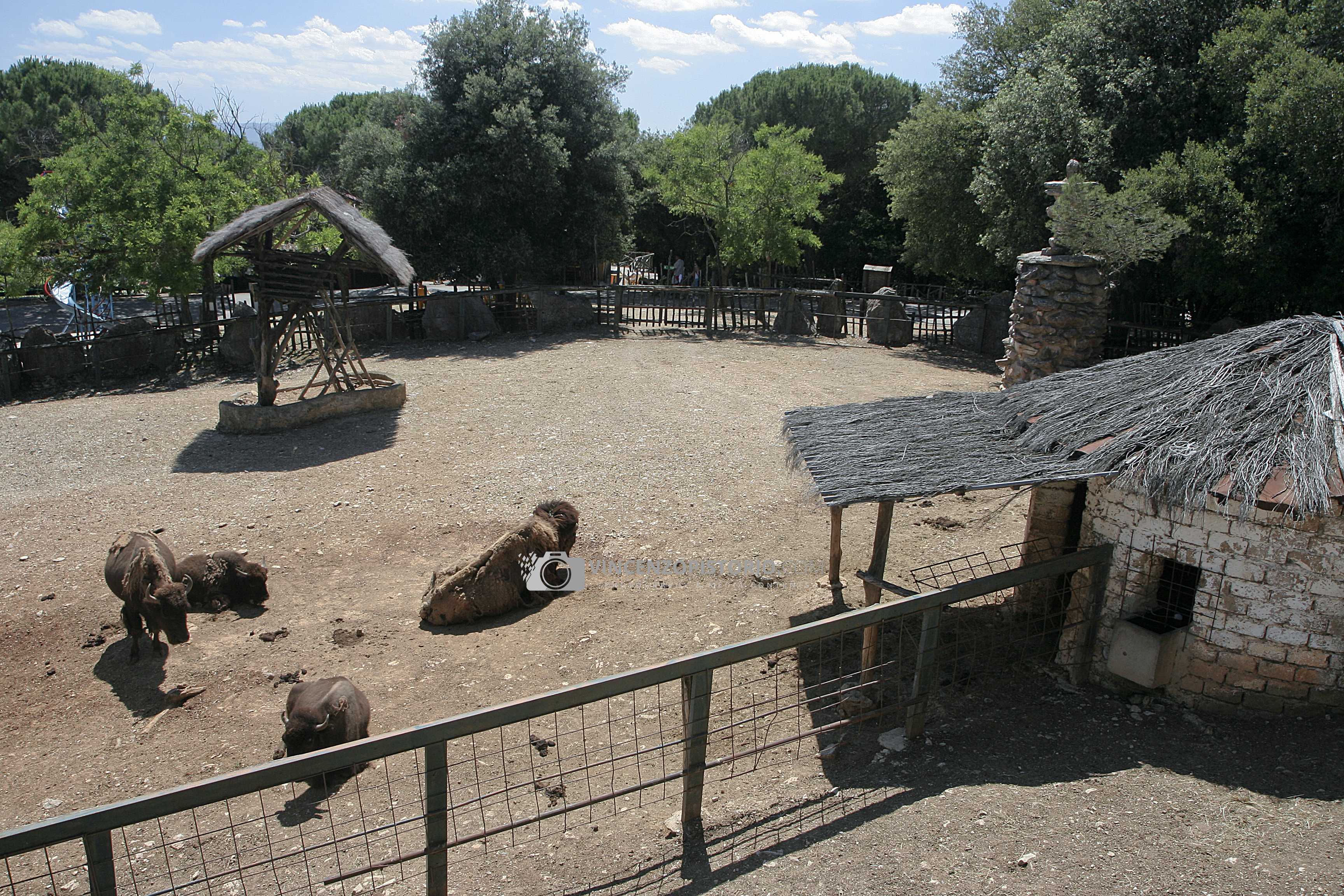 Buffalos – 1