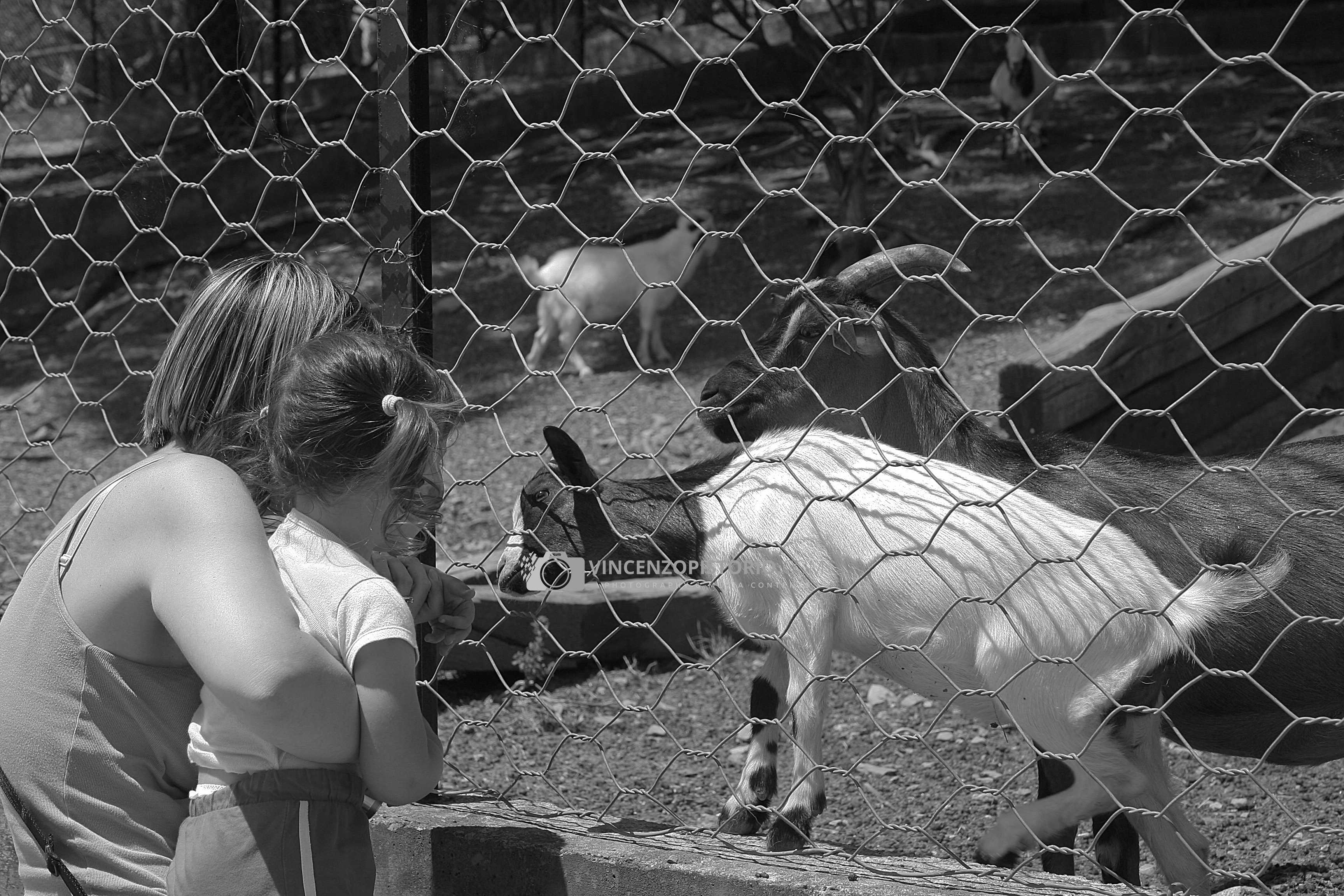 Silvia and Elisa with a goat – BW