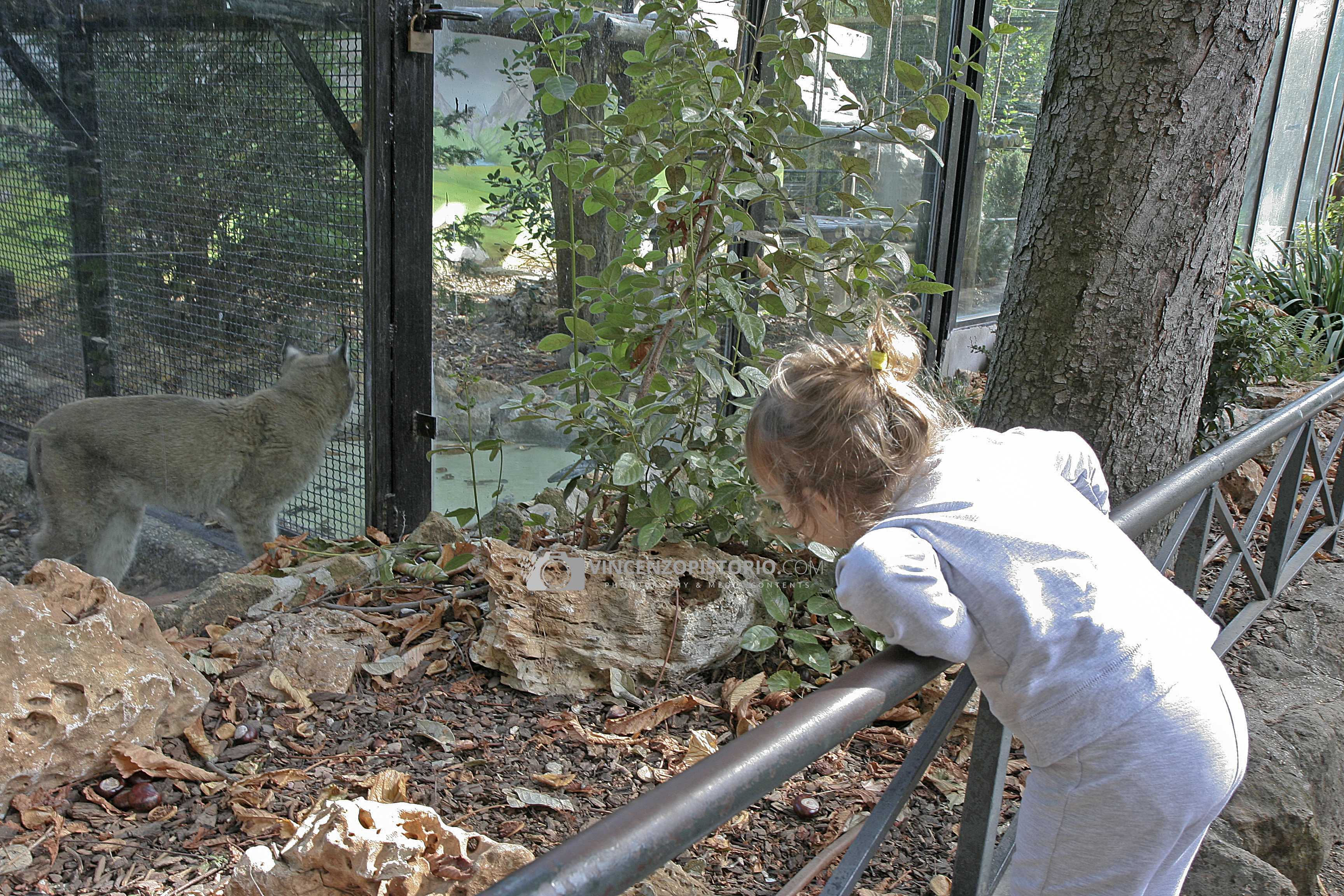 Elisa and lynx – 2