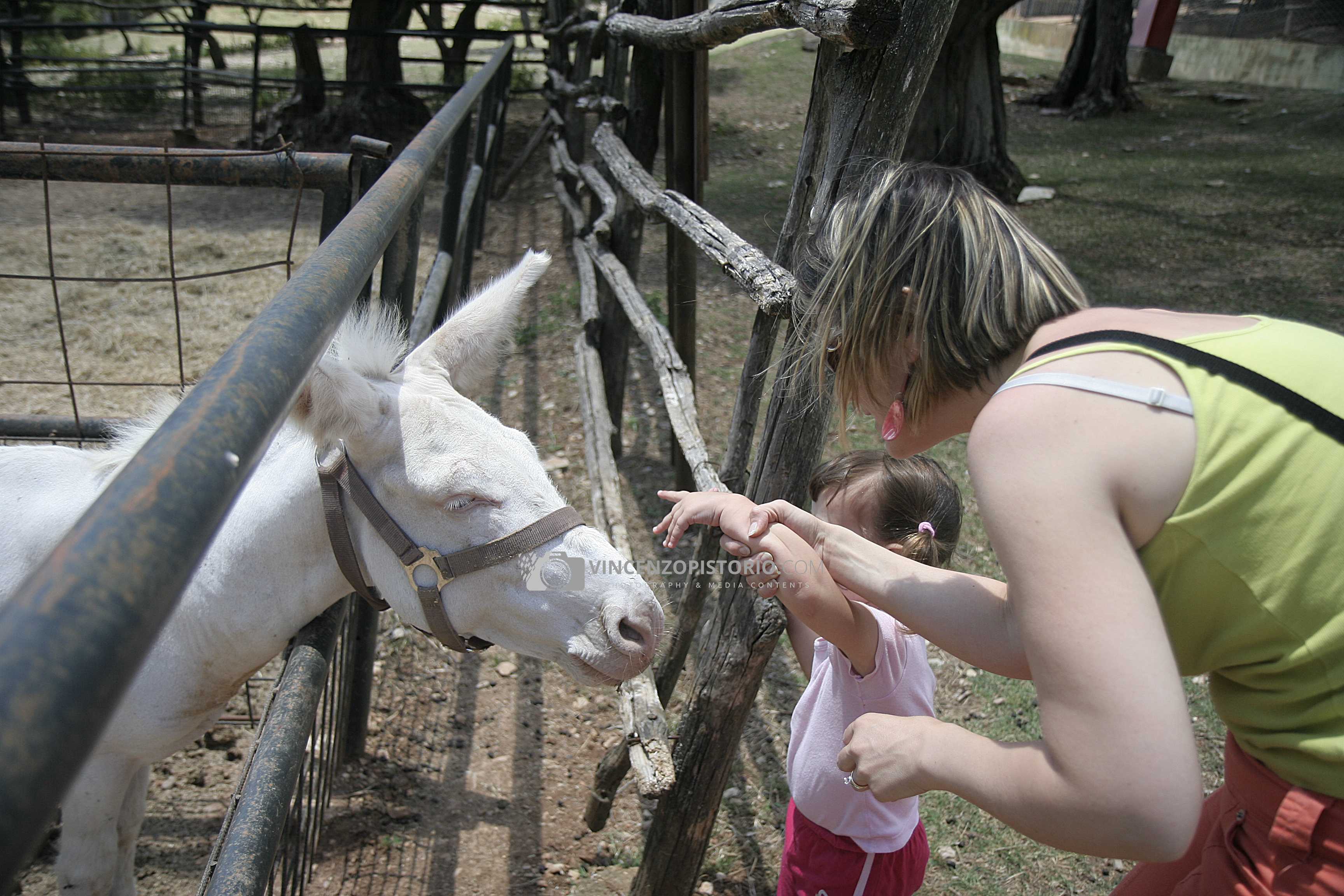Elisa and Silvia with a white donkey