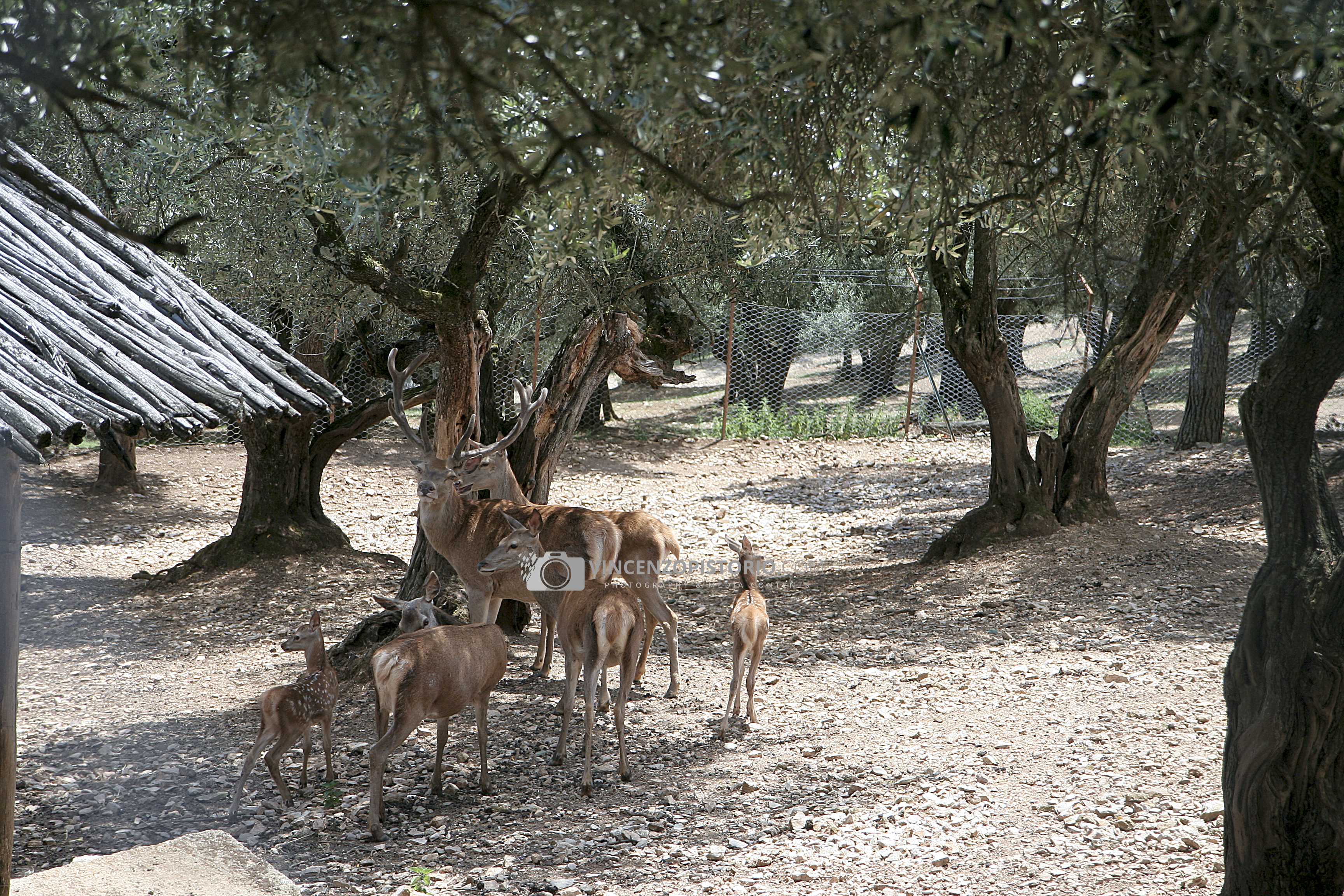 A family of deers