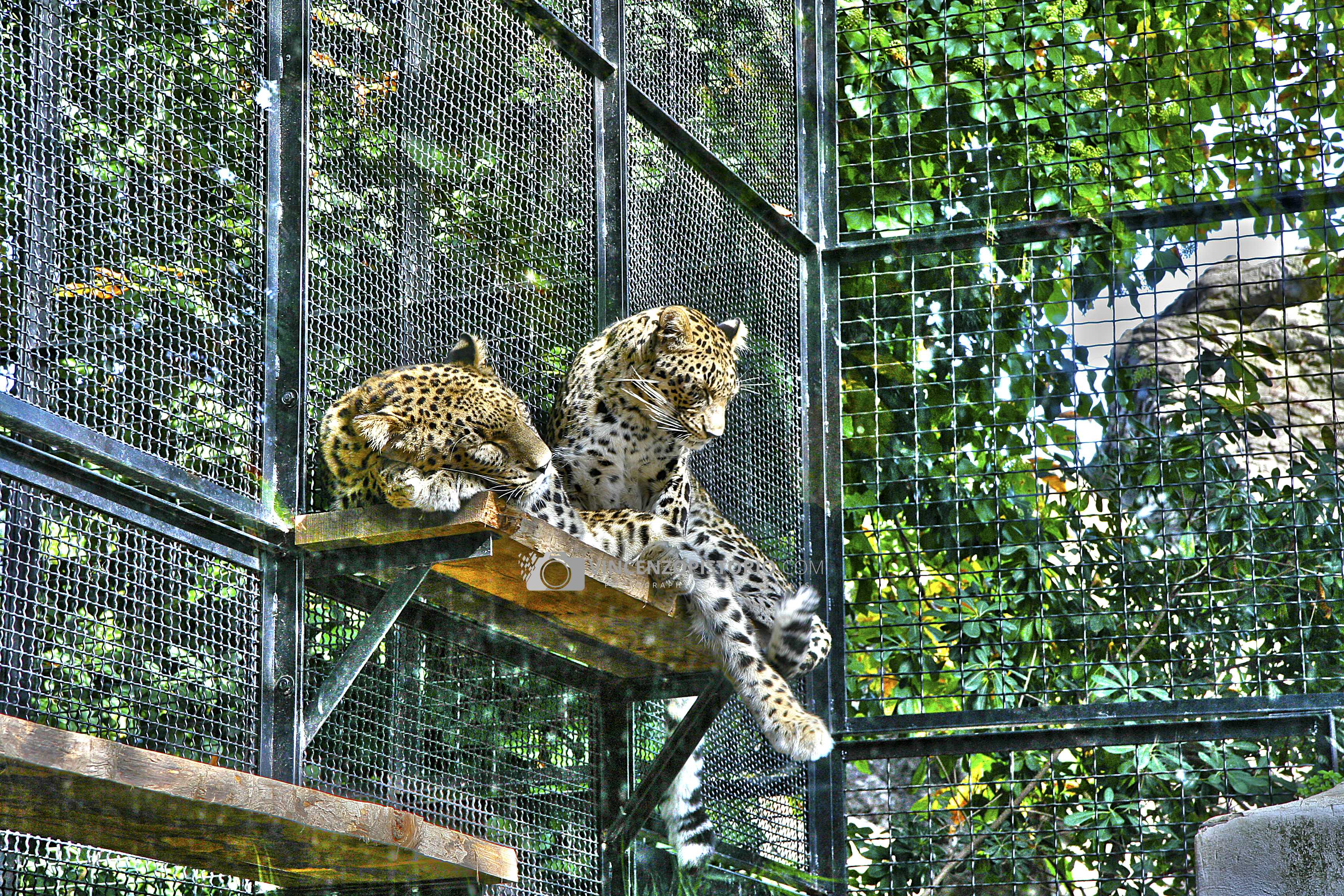 Leopards at Bioparco – HDR
