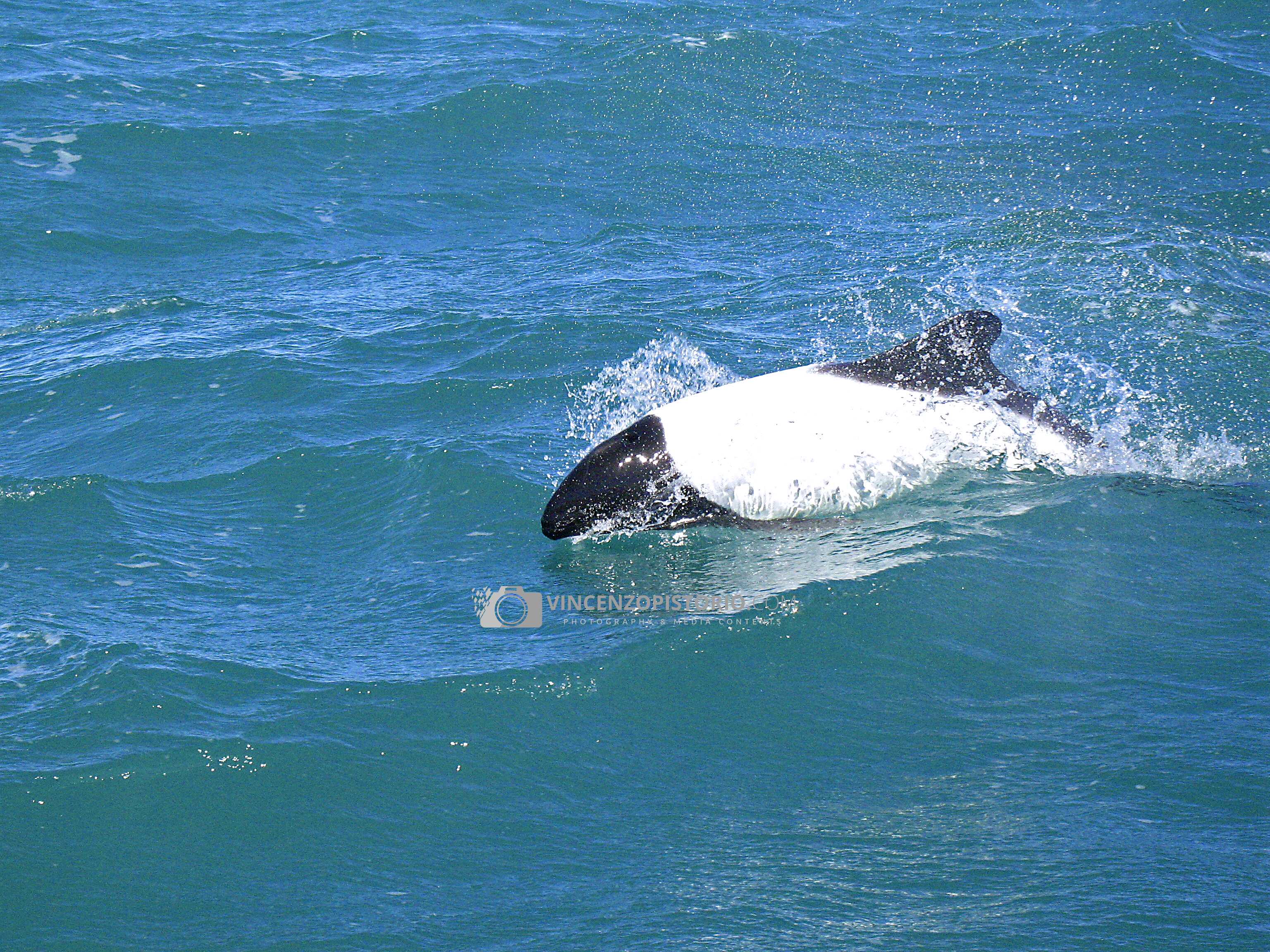 A Commerson’s Dolphin (tonina overa)