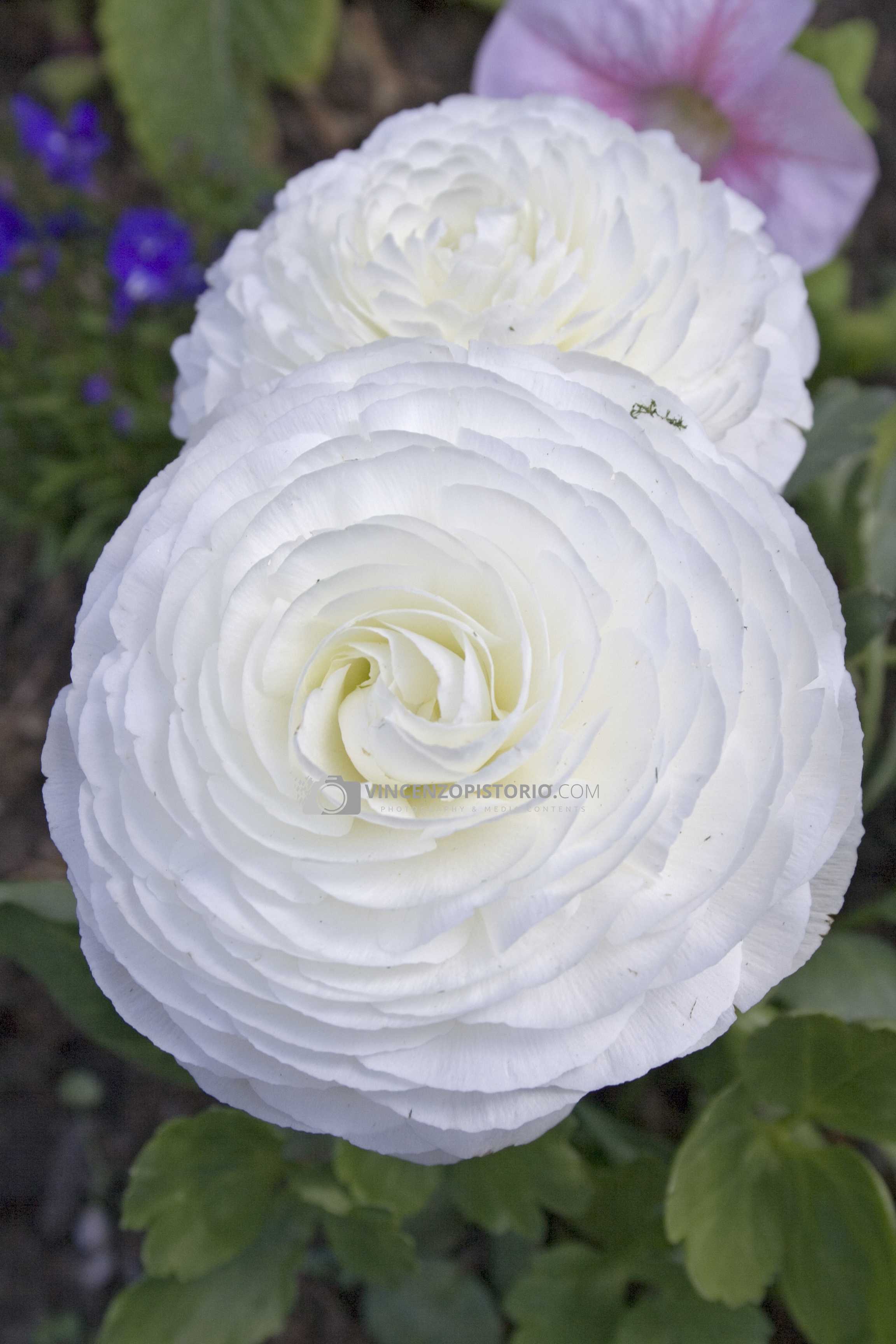 A flower in the tea house garden