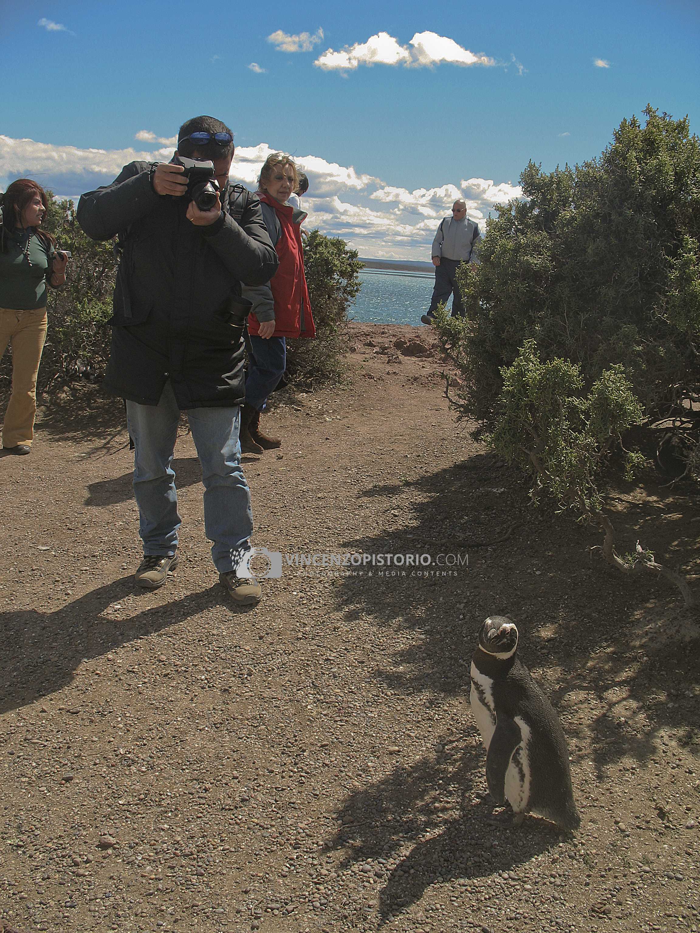 Meeting with a penguin