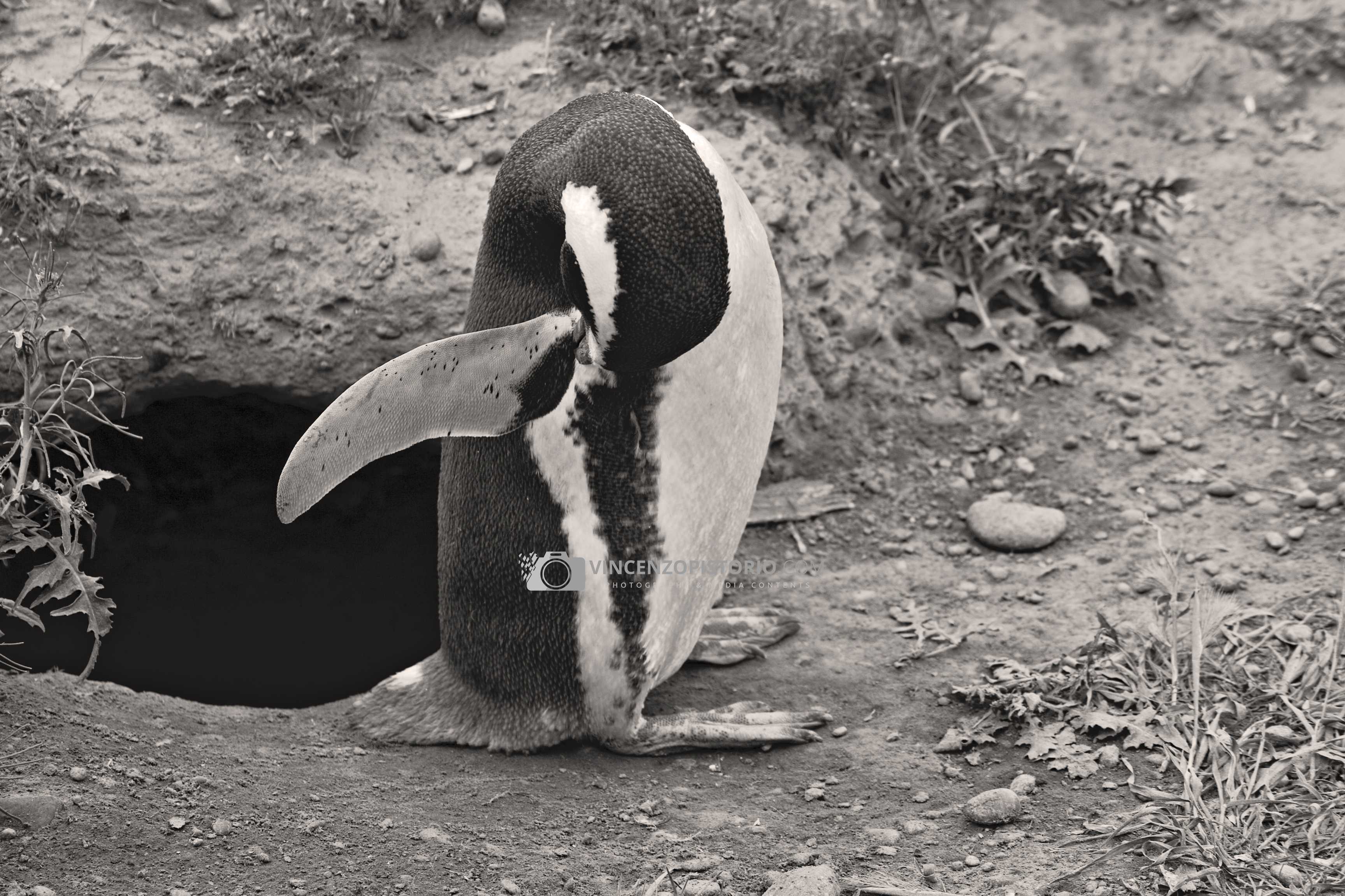 Penguin – 3
