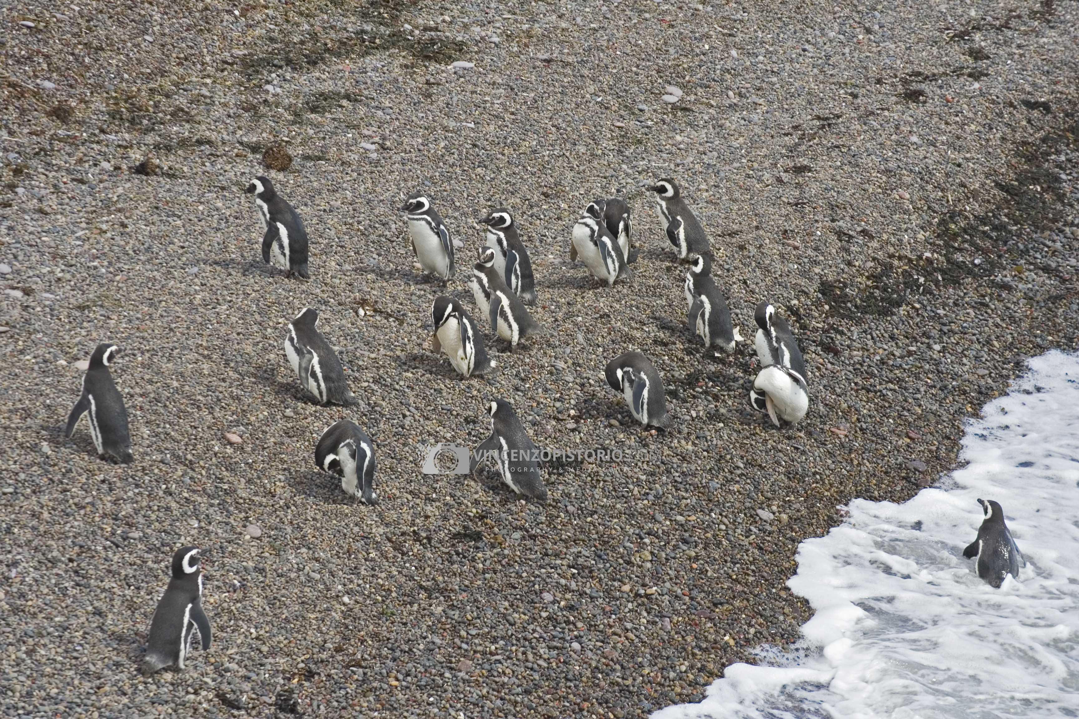Penguins’ colony after fishing
