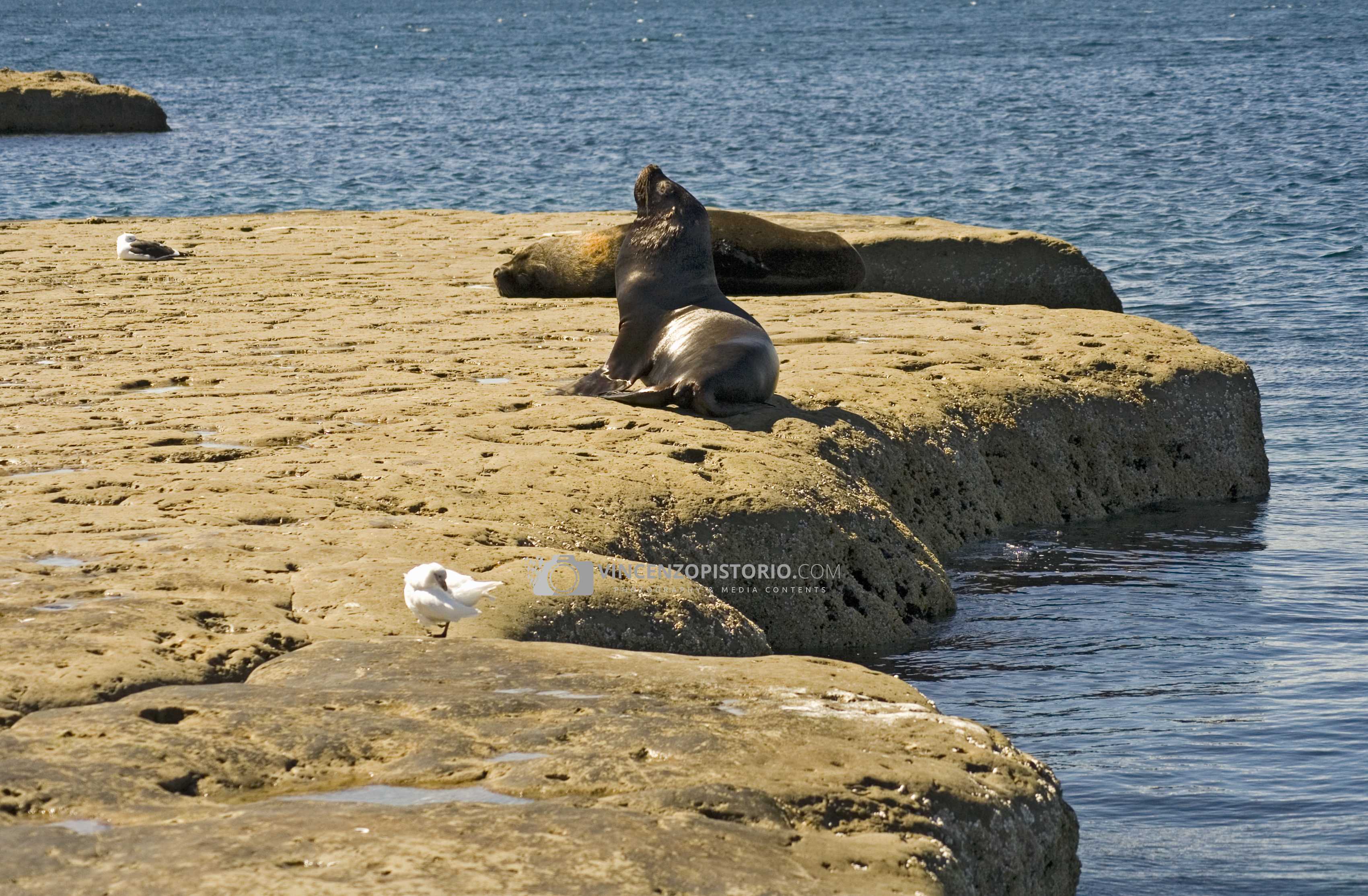 A sea lion getting … a tan