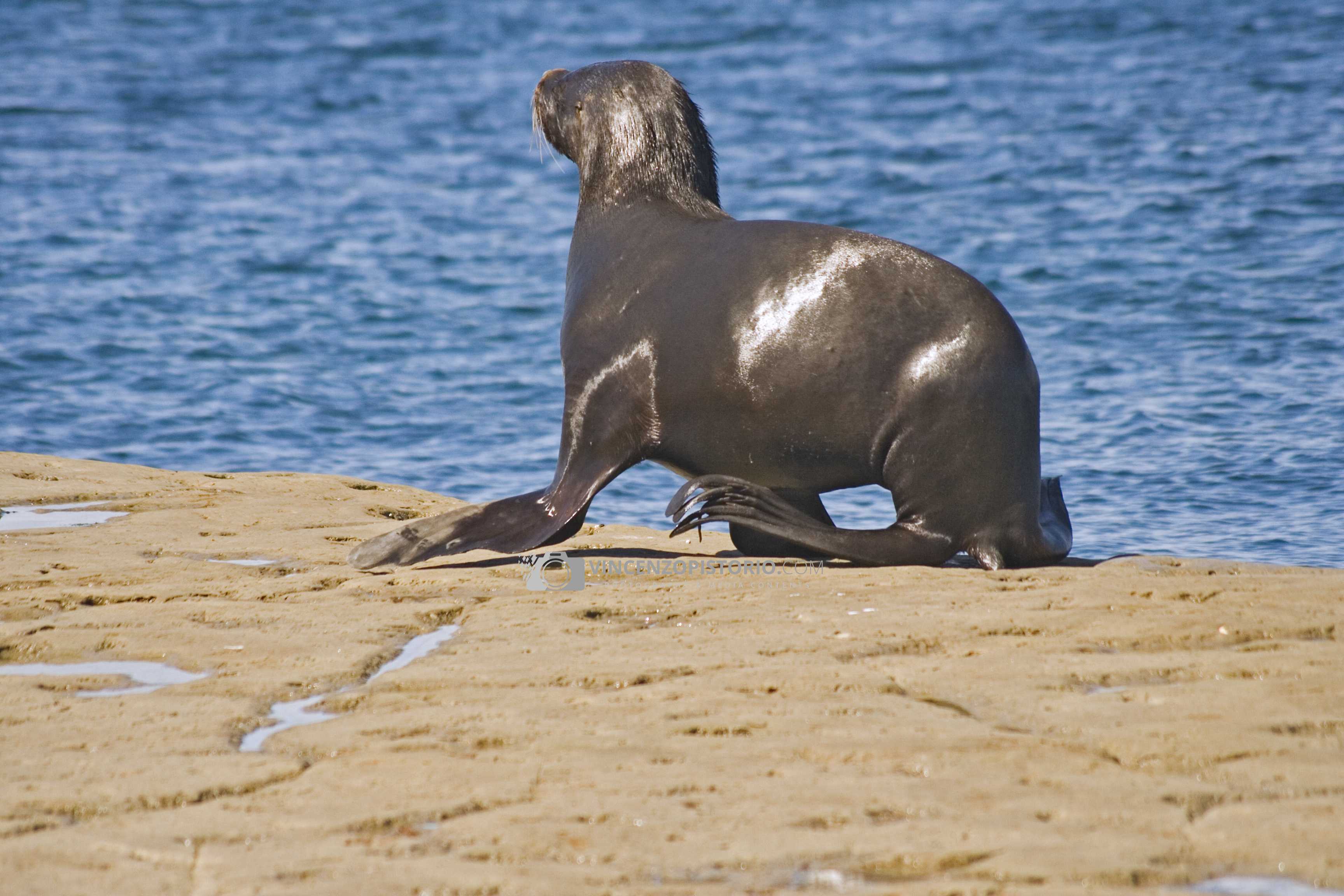 A sea lion walking