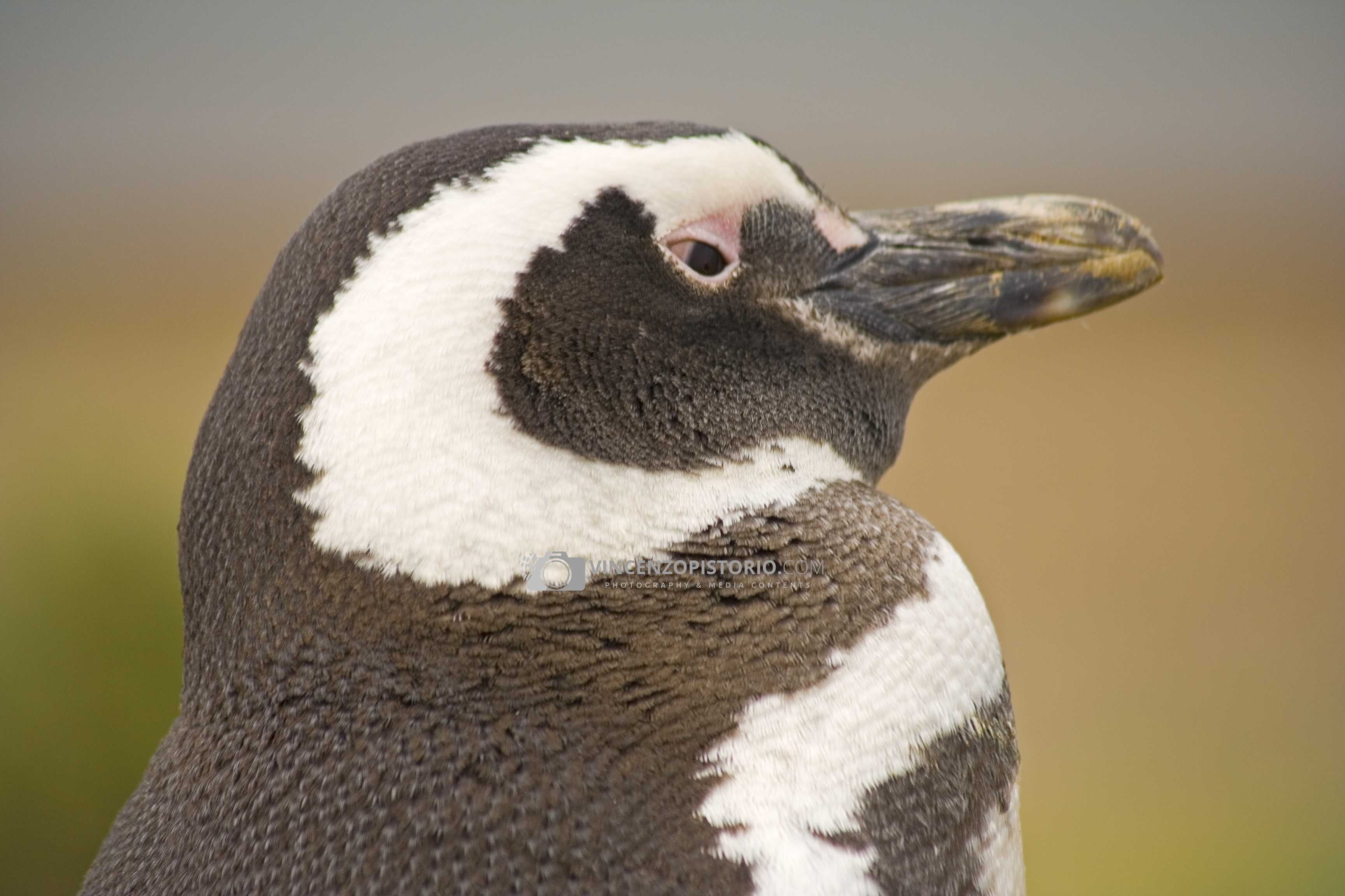 Penguin portrait