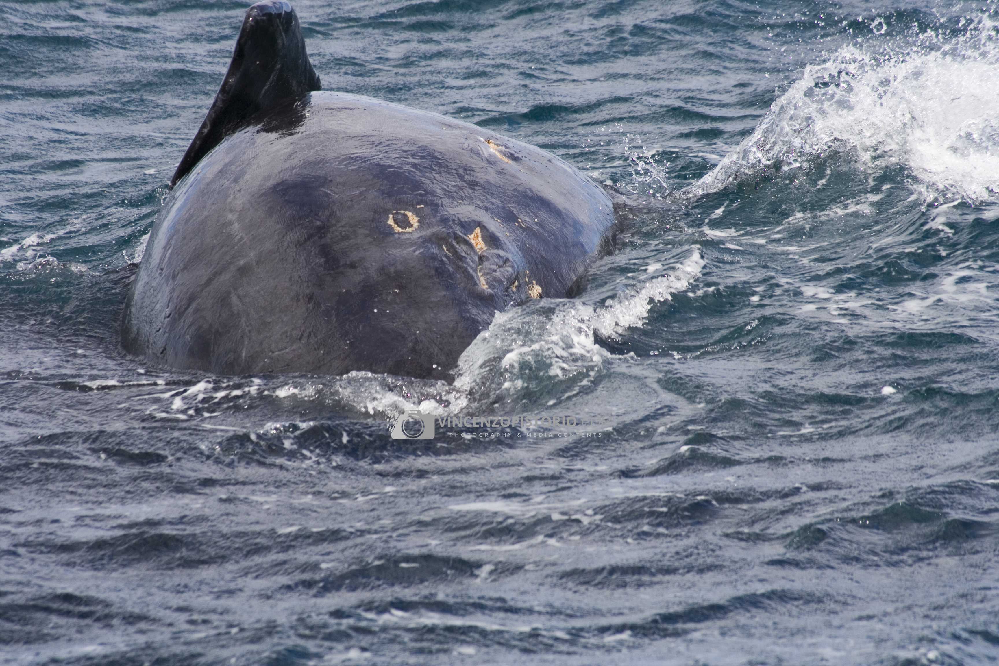 Whale’s body – 2