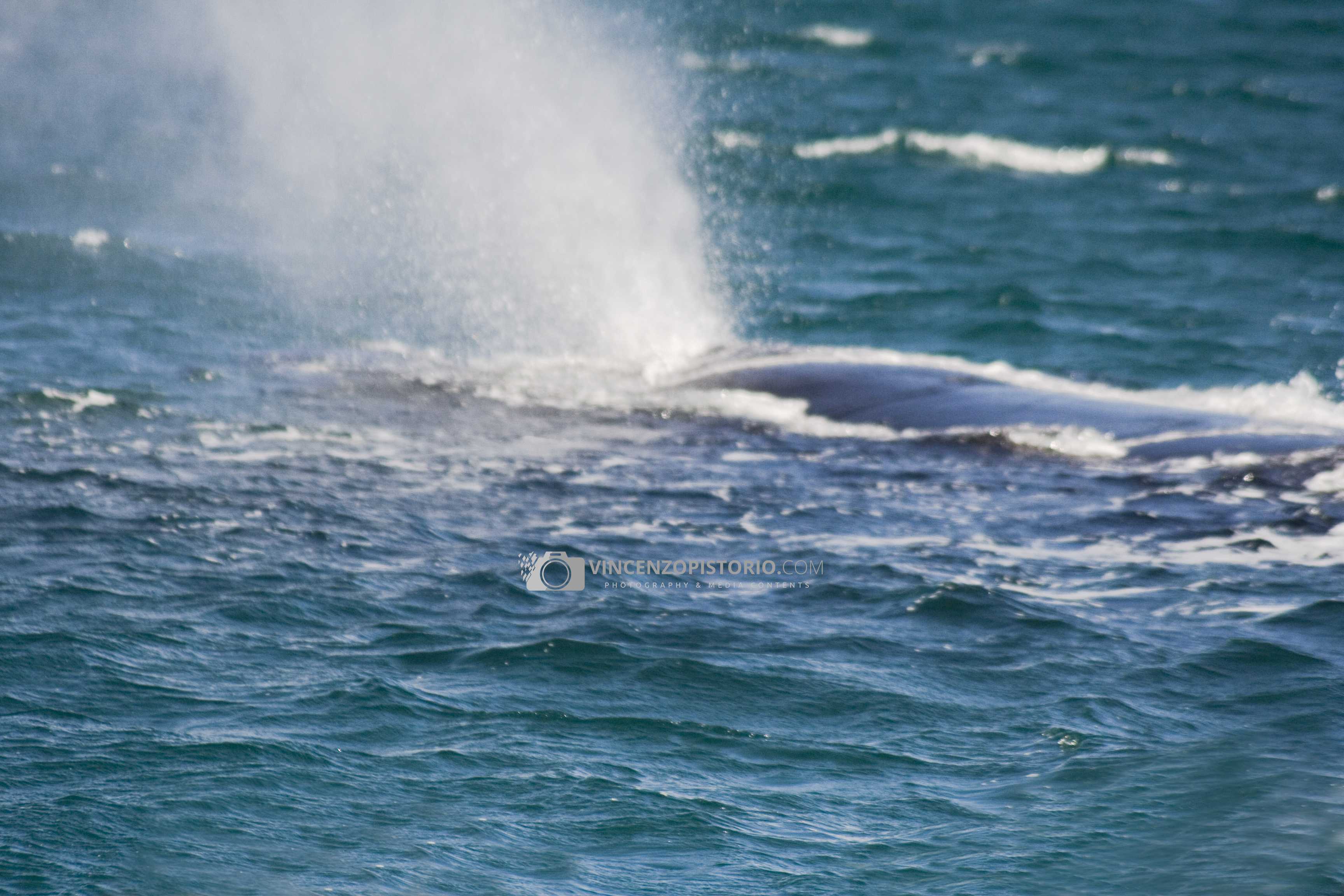 Whale’s splash