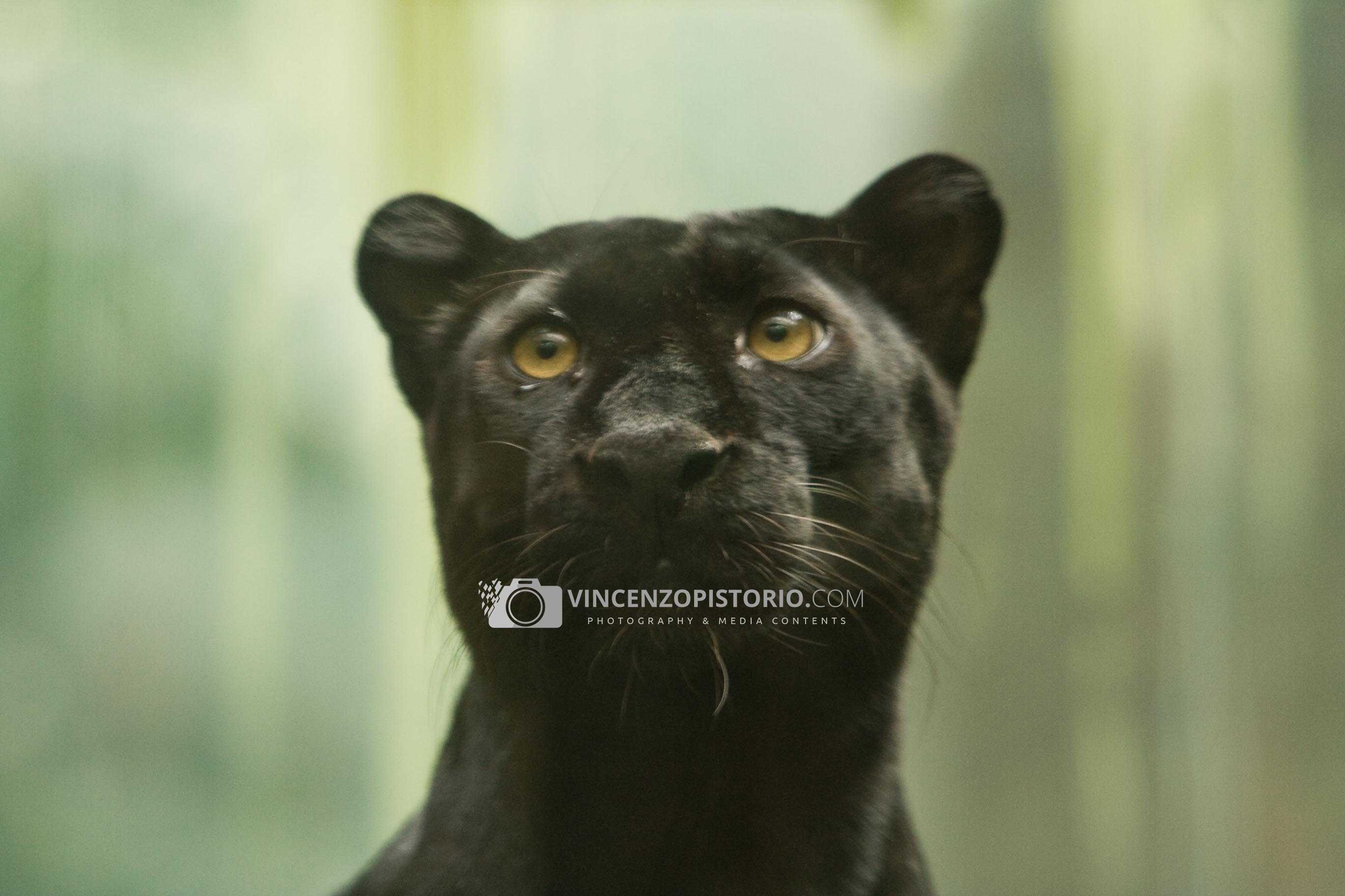 Black Panther – 2