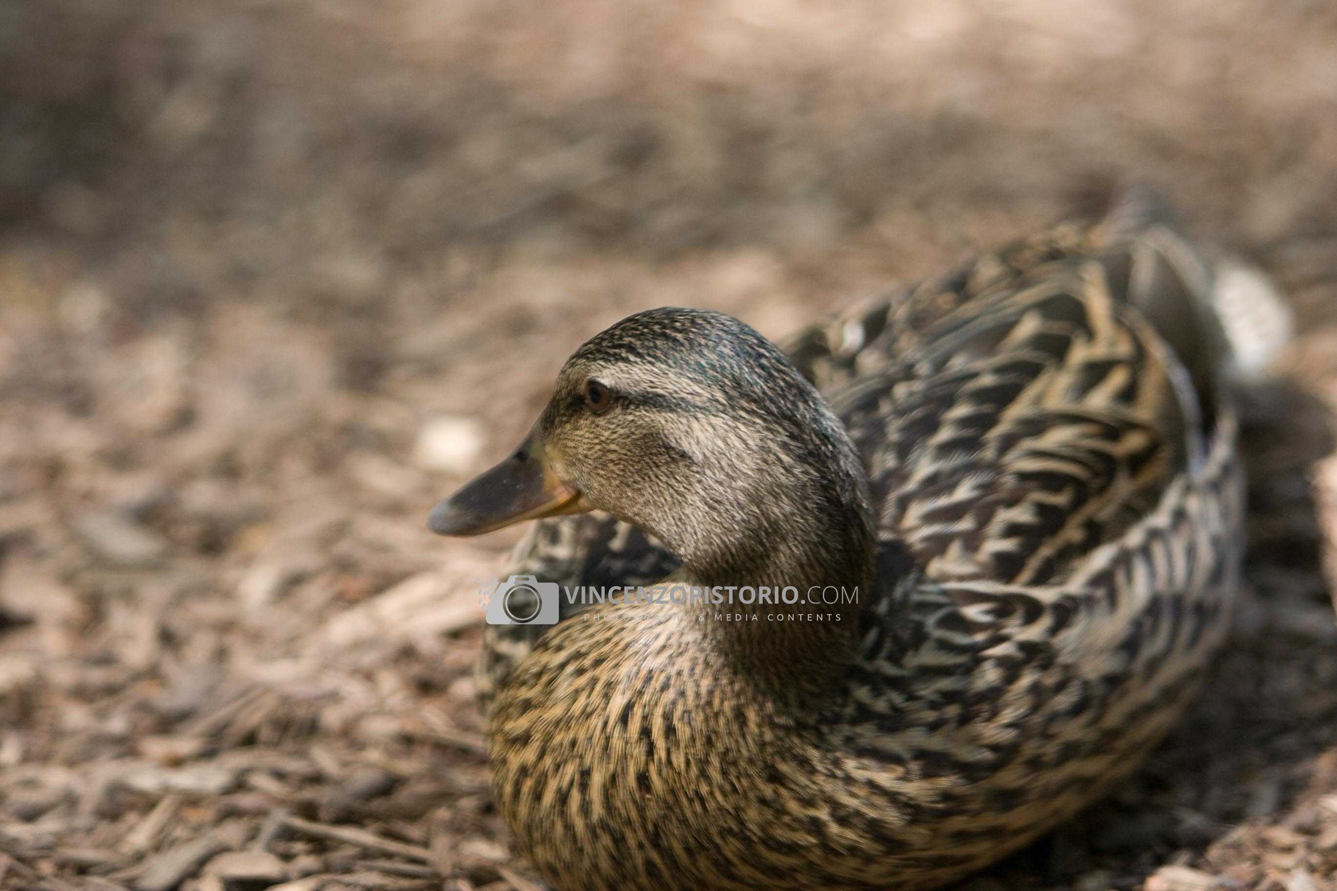 Duck at Bronx Zoo – 3