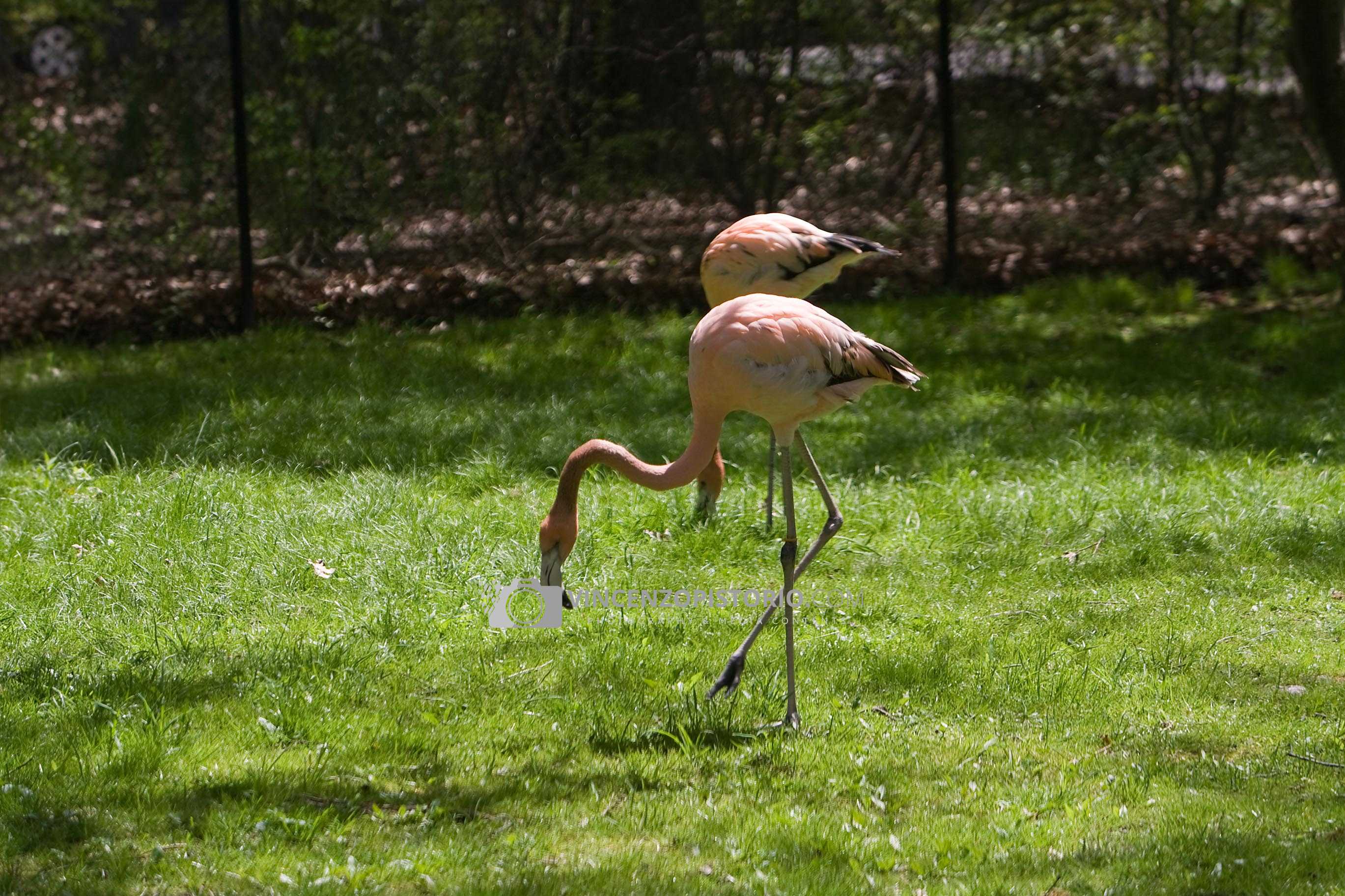Flamingos – 6