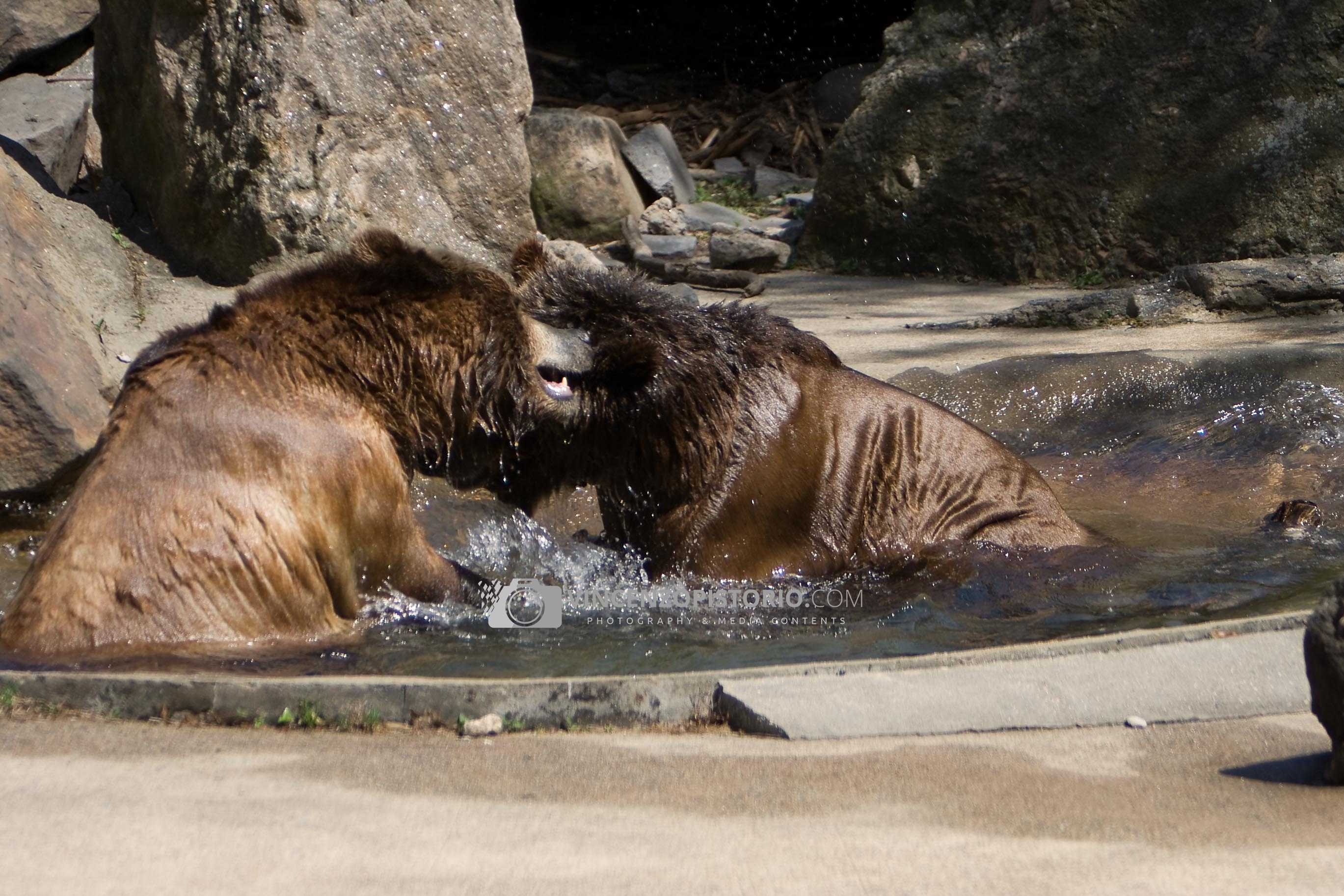 Grizzly Bears Wrestling – 1