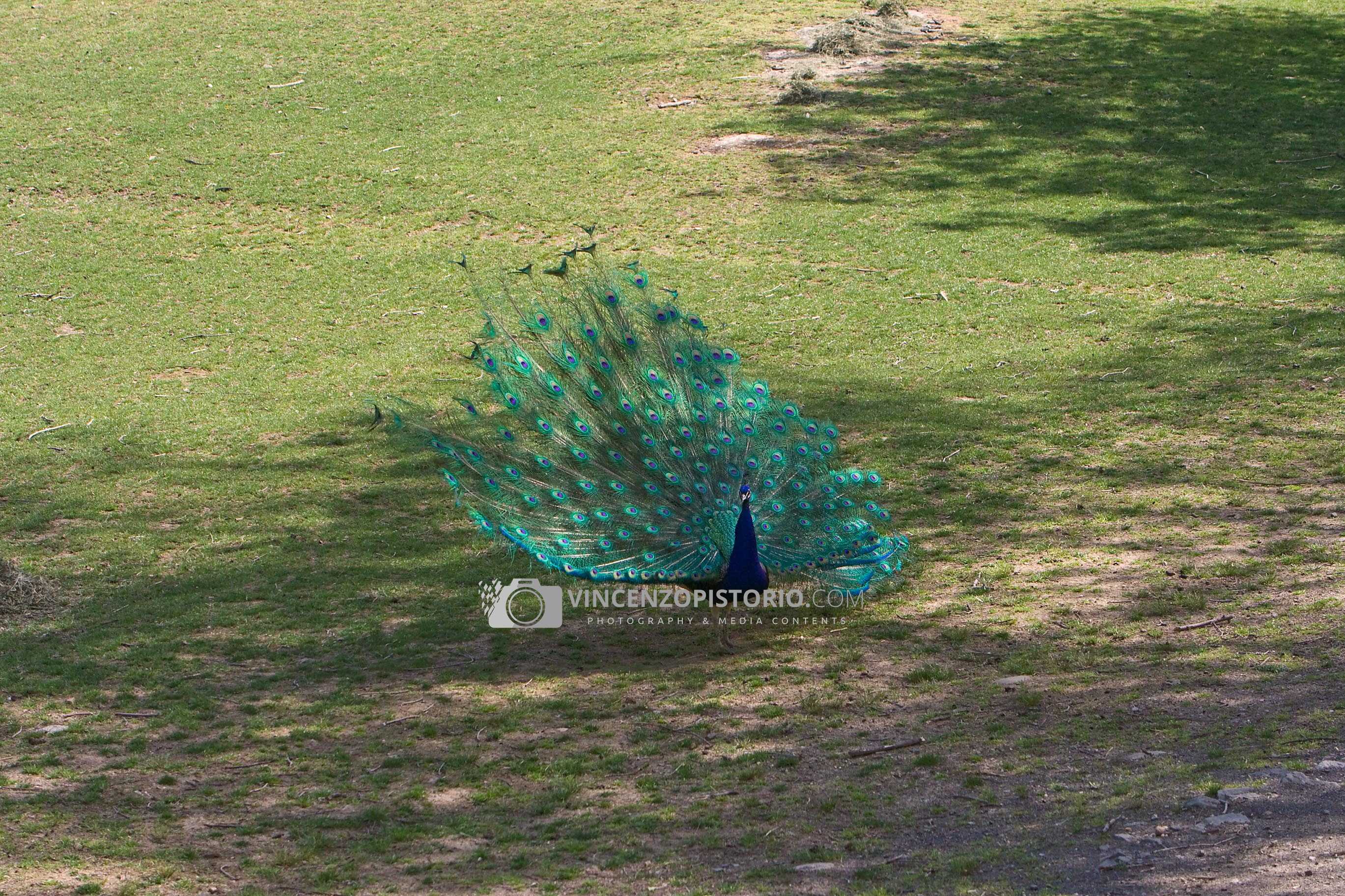 Indian peafowl – 2