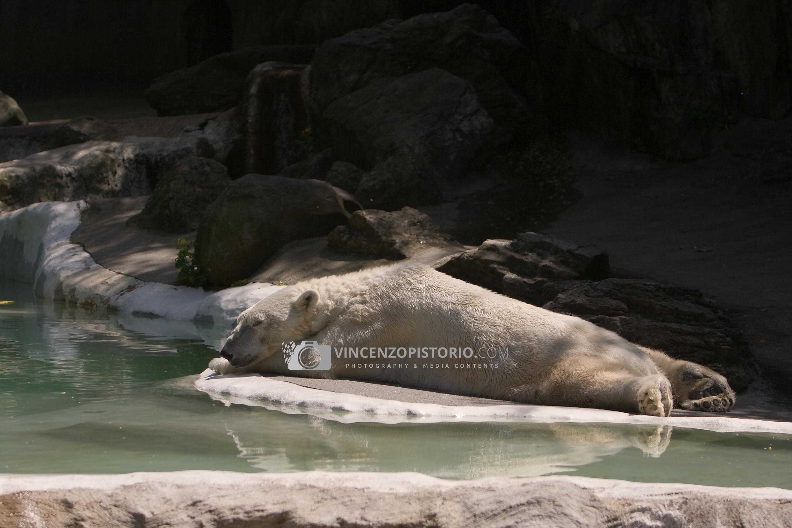 Polar Bear – 2