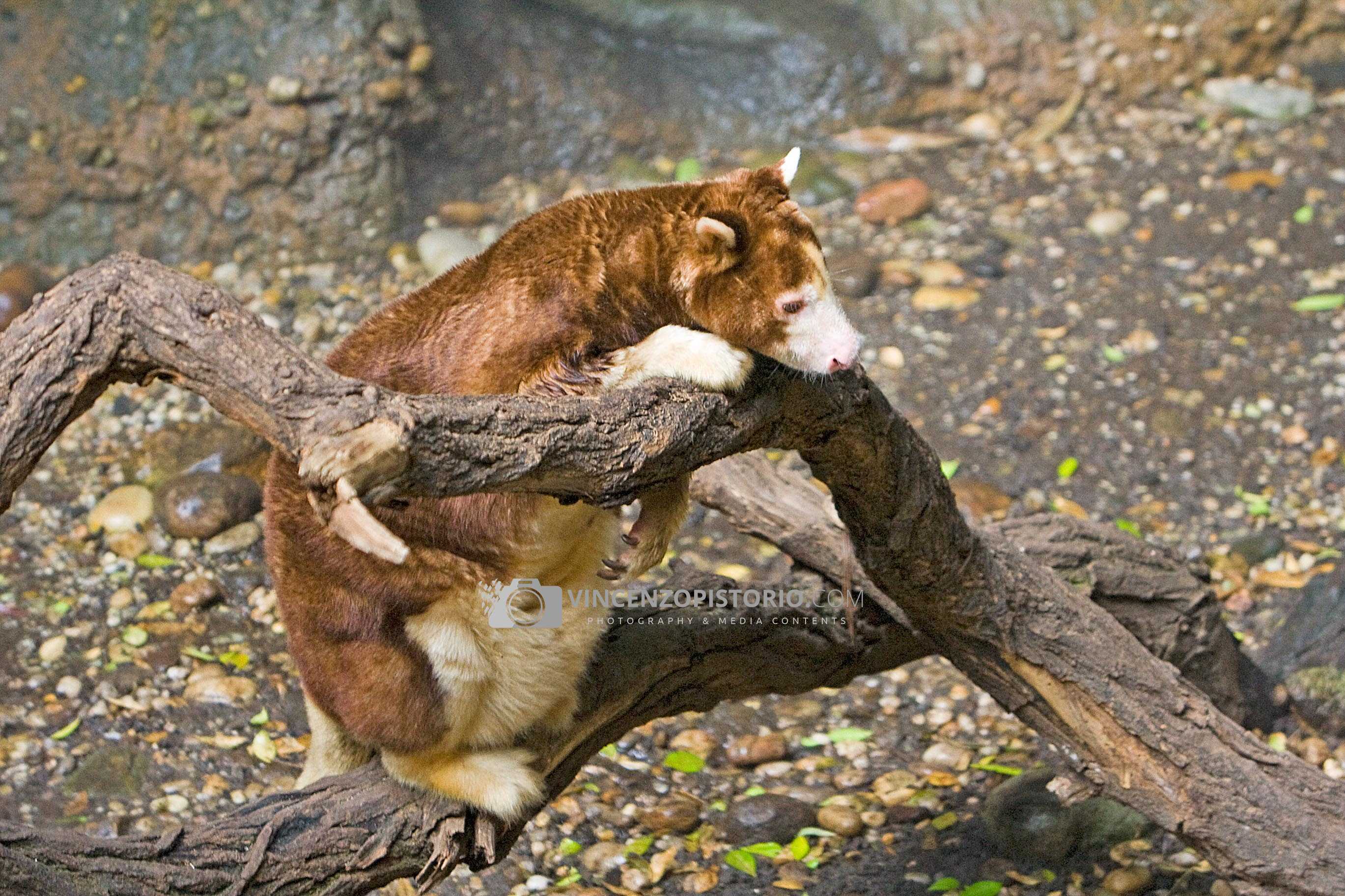 The red panda – 1
