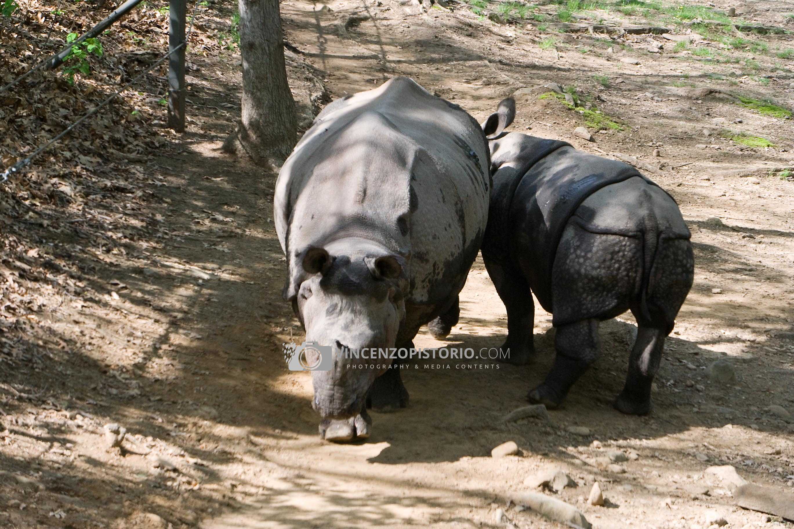 Rhinos – 1