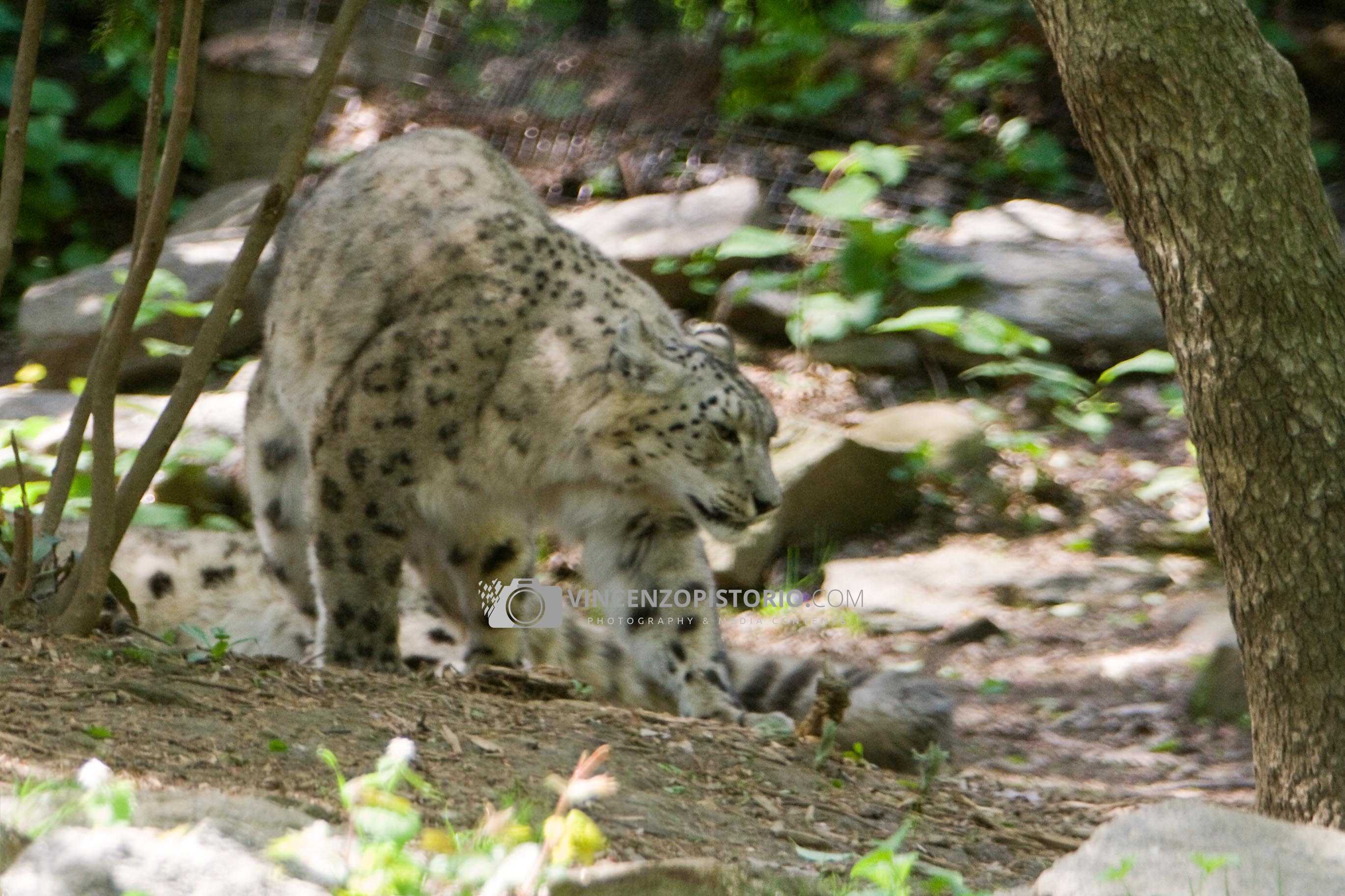 Snow Leopard – 2