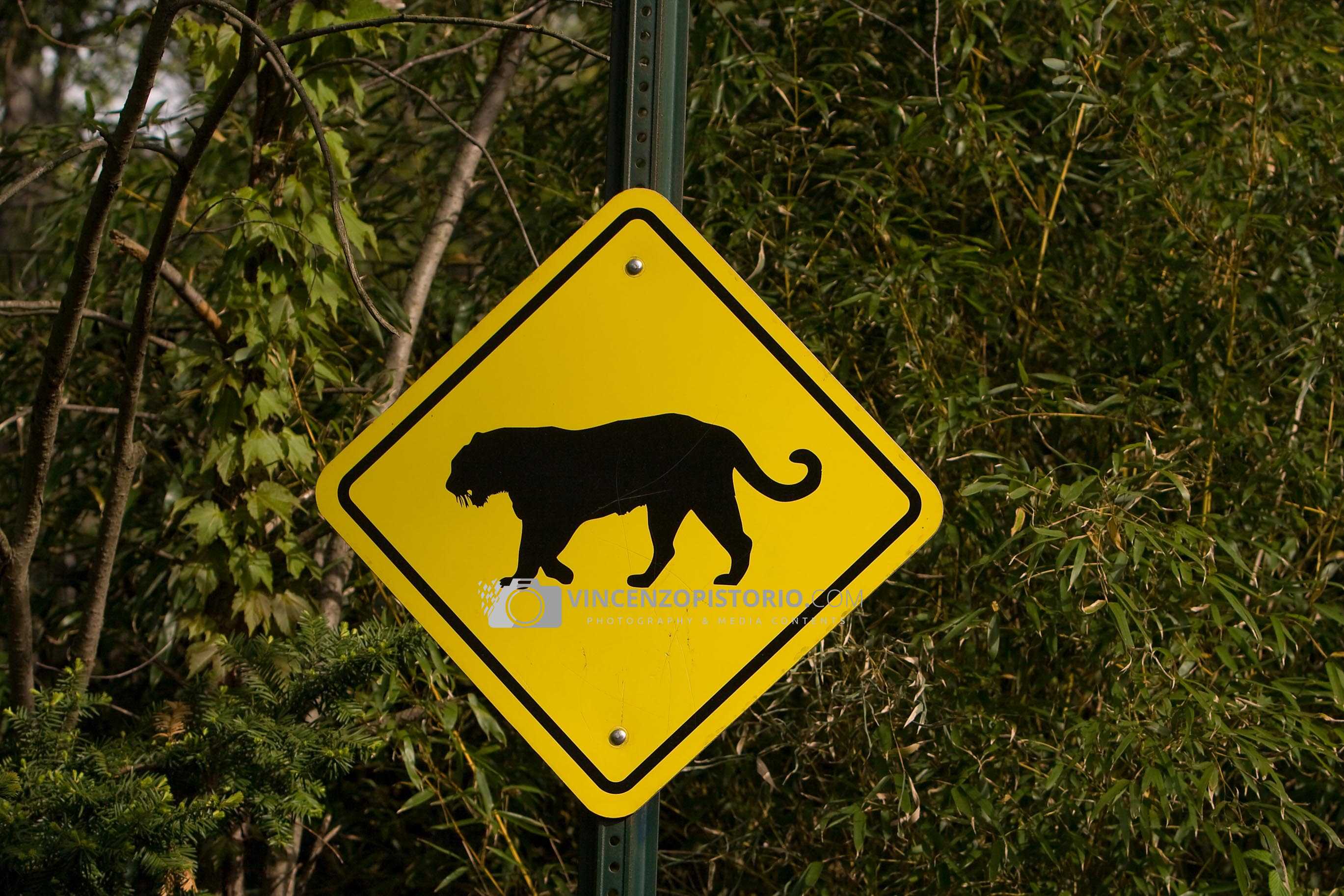 Tiger road signal