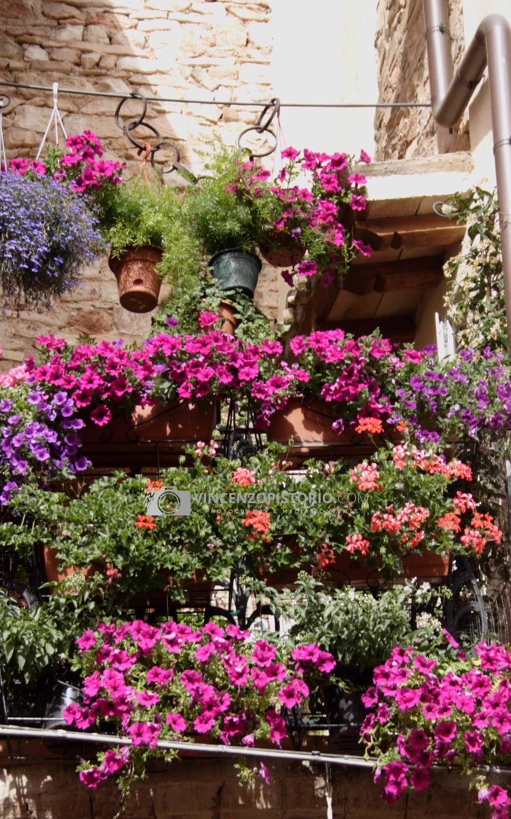 Triumph of flowers on balcony